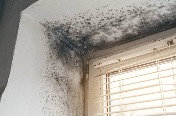 Affordable Black Mold Remediation solutions in Lebanon, TN